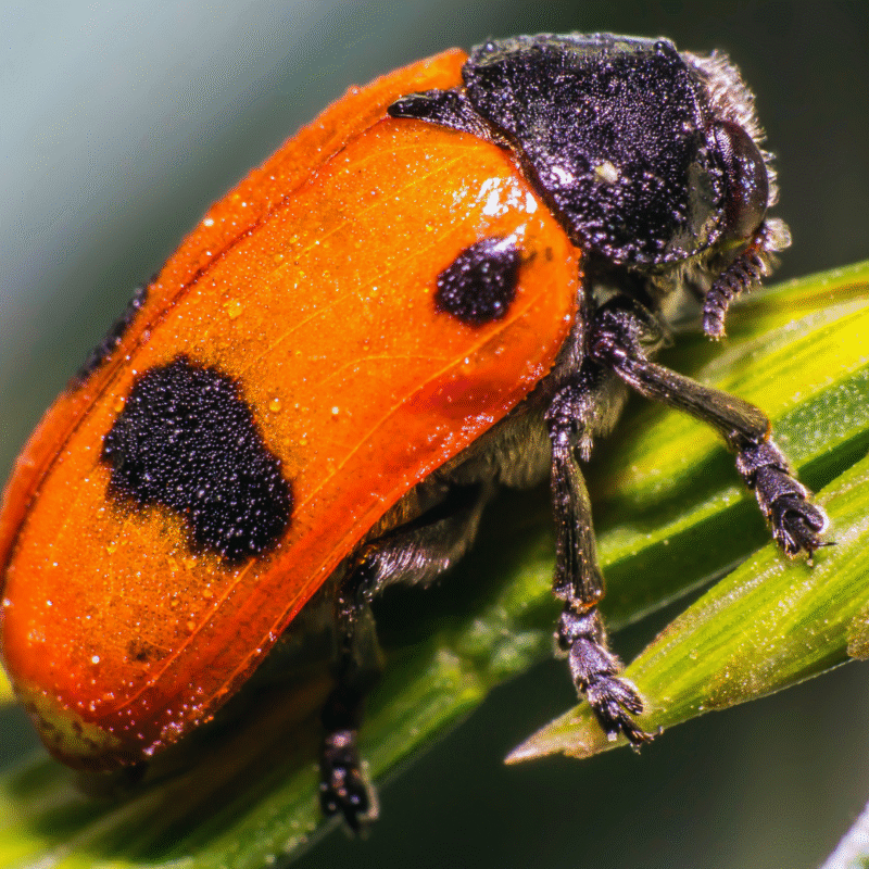 How to Use Macro Shots to Highlight Handmade Detail Effectively in Photography